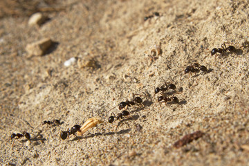 Several ants following an ant pathway, one of them carrying a piece of grass-ear