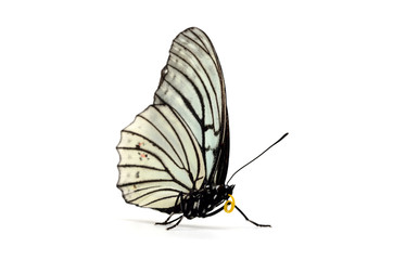 アカボシゴマダラ