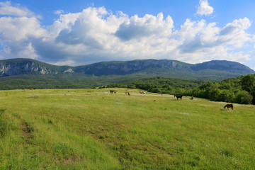 Fototapeta na wymiar Beautiful green meadow where horses graze and then mountains and clouds in the sky