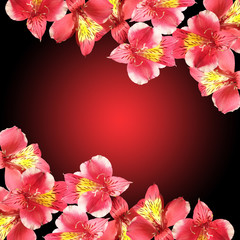 Beautiful floral background of red Alstroemeria. Isolated