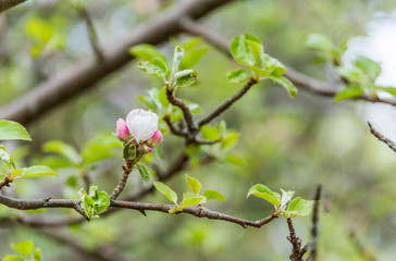 Wild Apple Tree Blossoms in Spring