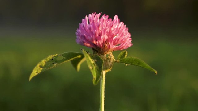 Close-up of clover meadow Trifolium pratense growing in summer on a lawn in the Caucasus Mountains