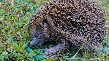 dead hedgehog in the grass