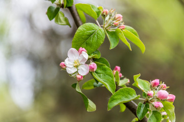Wild Apple Tree Blossoms in Spring
