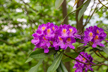 urginea maritima flover