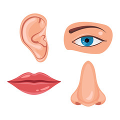 Human face parts or sensory organs set. Nose, ear, eye, mouth. Anatomy