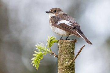 Flycatcher