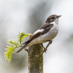 Flycatcher