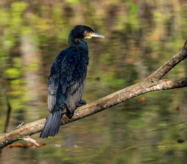 The great cormorant, Phalacrocorax carbo drying his feathers.