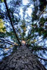 Pine tree view from the bottom up. Tree top seen from the bottom. Looking up the tree.