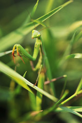 Praying mantis Stagmomantis sp on grass background