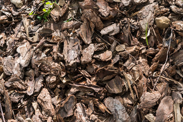 crushed bark of the tree lies on the ground background nature