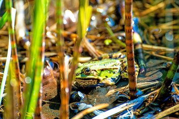 common European frog in a pond in Poland