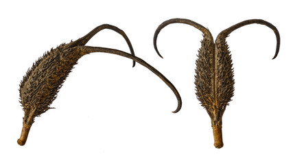Fruits of the medicinal plant Devil's claw. The name of the plant was due to hooks on the fruit, which tightly cling to everything
