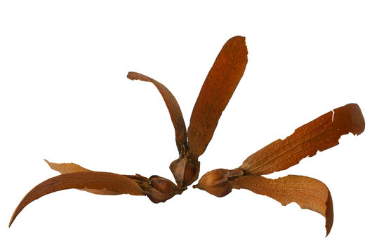 Seeds of a winged tree. Winged dipterocarpus (Hairy-Leafed Apitong) grows in tropical Asia
