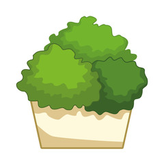 decorative plant on pot