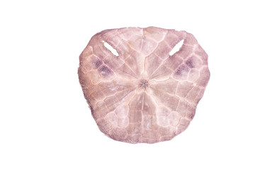 Sea urchin shell isolated on a white background with clipping path