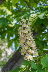 Colorful Chestnut Tree Blossoms in Spring