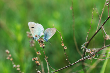 Two blue butterflies sitting on the grass. Macro