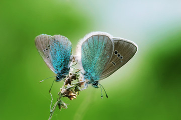 Two blue butterflies sitting on the grass. Macro