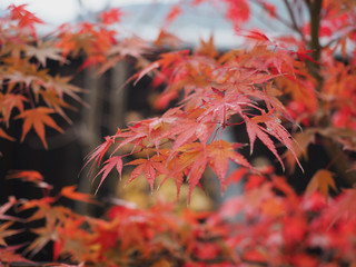 Red - orange maple leaves on tree after the rain.
