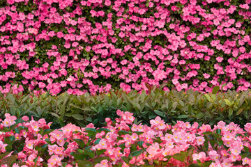 Romantic pink flower background with flower texture