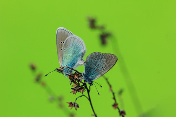 Two blue butterflies sitting on the grass. Macro
