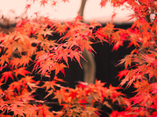 Red - orange maple leaves on tree after the rain.