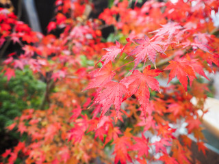 Red - orange maple leaves on tree after the rain.