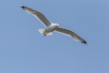 European herring gull flying in a clear blue sky