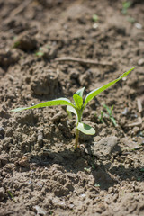 single sunflower seedling germinates from the ground