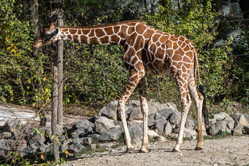 The giraffe, Giraffa camelopardalis is an African mammal © rudiernst