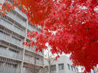 The red maple tree  in front of building.