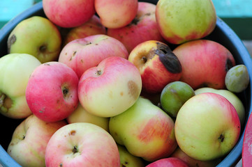 group of apples on white background