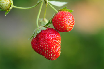 strawberry on green background
