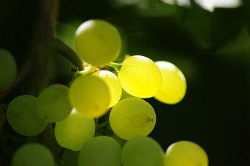 bunch of green grapes