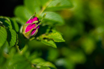closed purple Bud on the branch