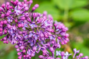Obraz premium Closeup of Lilac Blossoms in Bloom in Spring