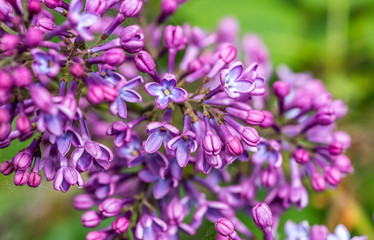 Fototapeta premium Closeup of Lilac Blossoms in Bloom in Spring