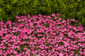 Curved flower wall, festive pink flower map, flower background texture