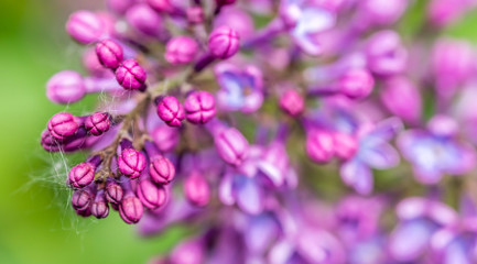 Closeup of Lilac Blossoms in Bloom in Spring