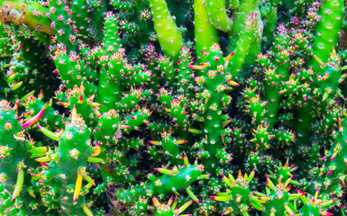 Cactus spiky succulent green plants with spines