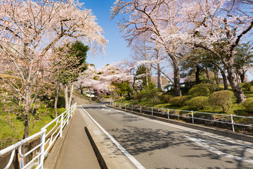 志波彦神社塩釜神社の満開の桜