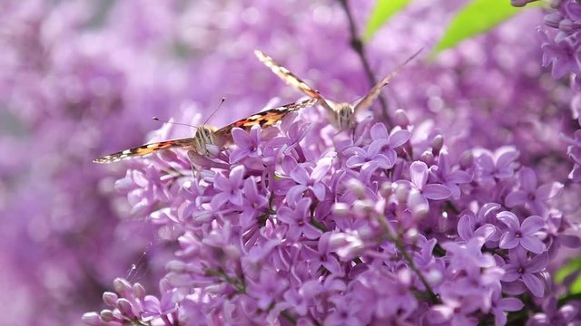 Painted lady butterfly (Vanessa Cynthia cardui) on the flowers blooming lilac in the sunny spring day. Shallow depths of the field, close up, light breeze, slow motion video.