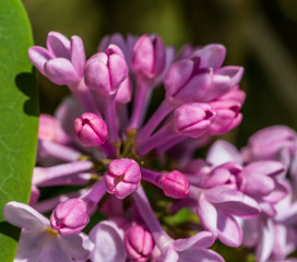 Fototapeta na wymiar Closeup of Lilac Blossoms in Bloom in Spring