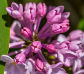 Obraz na płótnie Canvas Closeup of Lilac Blossoms in Bloom in Spring