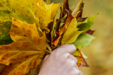 Kind hält viele bunte Blätter