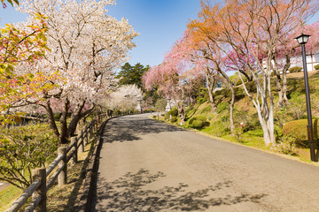 志波彦神社塩釜神社境内の満開の桜