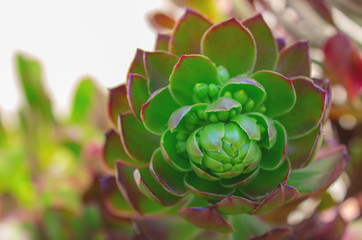 closeup  beautiful flower of dark red succulent cactus, echeveria