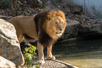 Fototapeta na wymiar The lion, Panthera leo is one of the four big cats in the genus Panthera